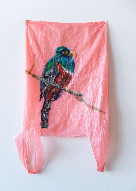 1 Plastic Bag Trogon Stefan Aufder Maur