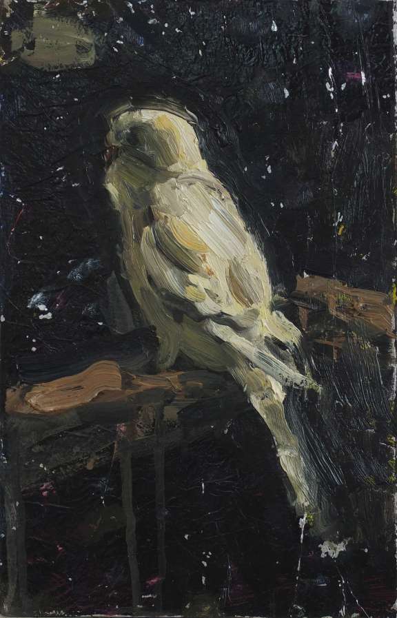 X Wellensittich Dscf2556